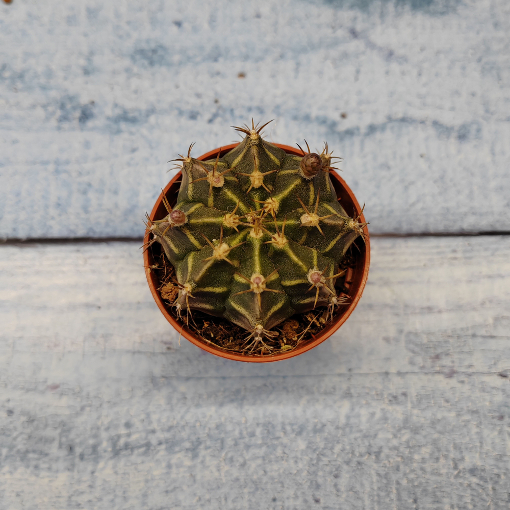 Gymnocalycium Friedrichii (Гимнокалициум)