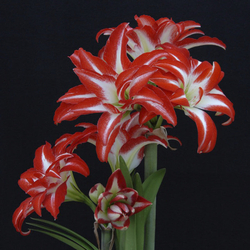 Амариллис Сплэш Закупка М80 сентябрь 2026