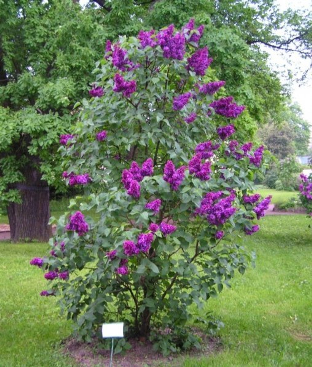 Сирень обыкновенная Анна Шиач Закупка М64 май 2026