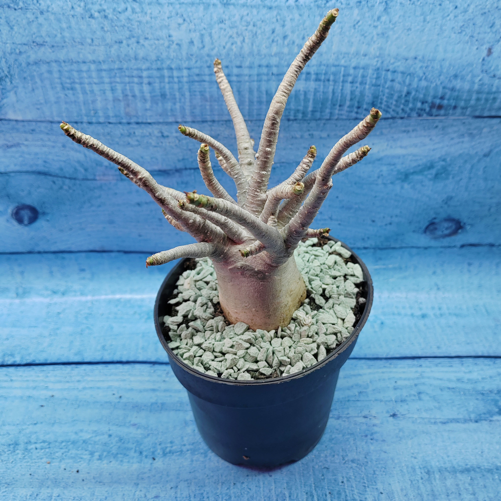 Adenium Baobab (Адениум)
