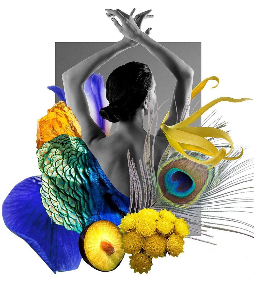 Plumages Parade Du Soir