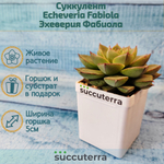 Echeveria Fabiola (Эхеверия)