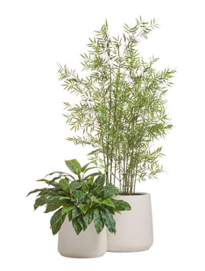 Композиция с пальмой в кашпо Treez Effectory Fine Rock