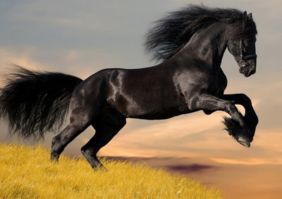 Фото на стекле "Чистокровный арабский скакун" Декор для дома, подарок