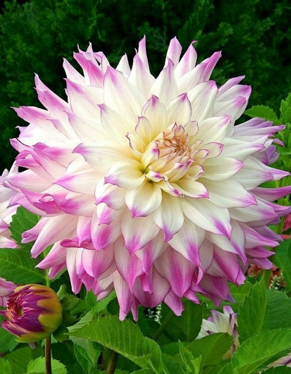 Георгин Winter springs