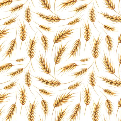 Колосья пшеницы акварель.