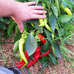 Перец из Болгарии Сиврия - Пипер Сиврия