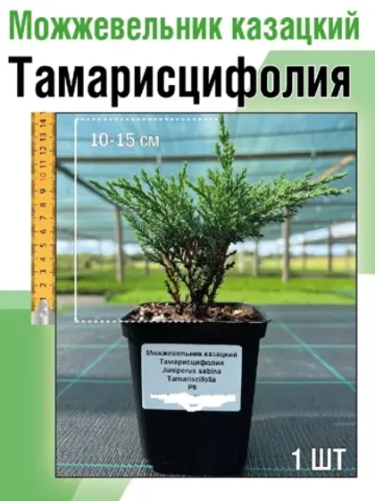 Саженец Можжевельник казацкий хвойный Тамарисцифолия