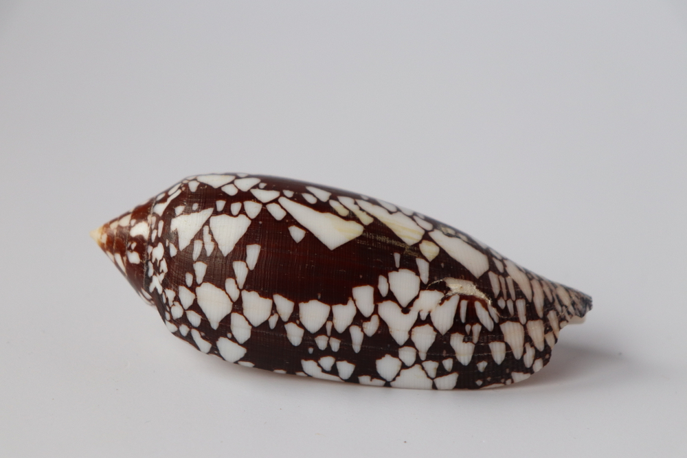 Конус ауликус (Conus aulicus) (скол на губе)