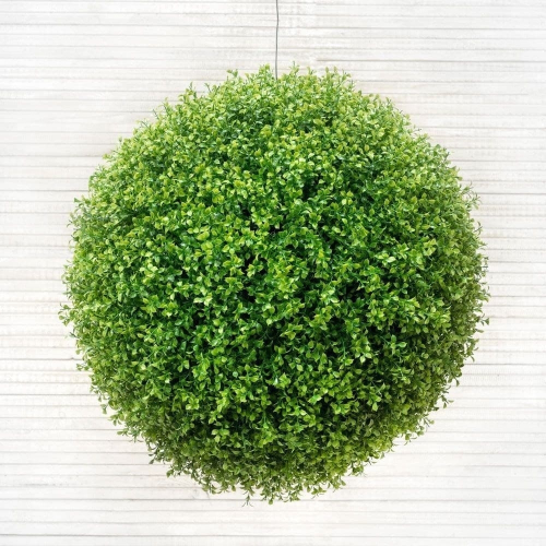 куст Самшит (для формирования композиций) малый