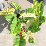 Филодендрон JUNGLE FEVER EGG YOLK