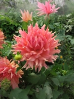 Георгин декоративный Омега