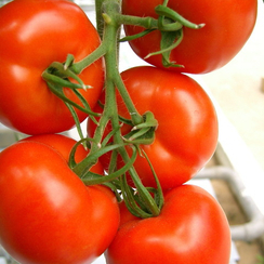 Акдениз F1 семена томата индетерминантного (Гавриш)