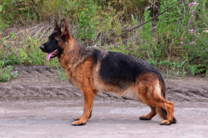 GOLDENE BIENENSTOCK KVIN RED