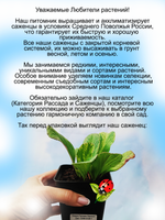 Бадан Галина Серова вариегатный пёстролистный