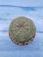 Euphorbia Obesa (Эуфорбия)