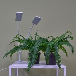 ULT-P37-24W-SPLE-TM-60 IP40 WHITE TWIN Светильник для растений светодиодный с таймером. на прищепке. Спектр для фотосинтеза. TM Uniel