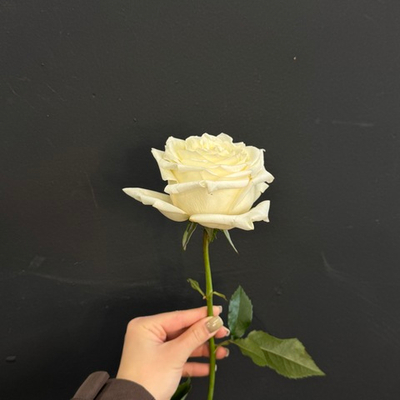 Роза белая Candlelight 60 см