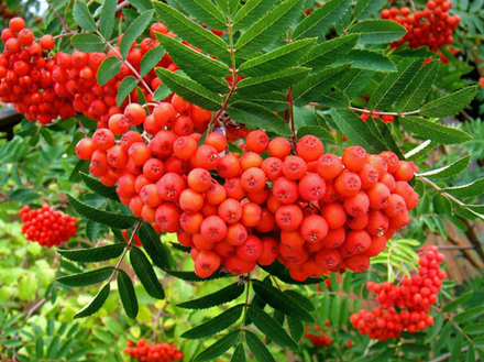 Саженец рябины садовой «Сказочная» (Привитая, Супер-сладкая, Крупноплодная)