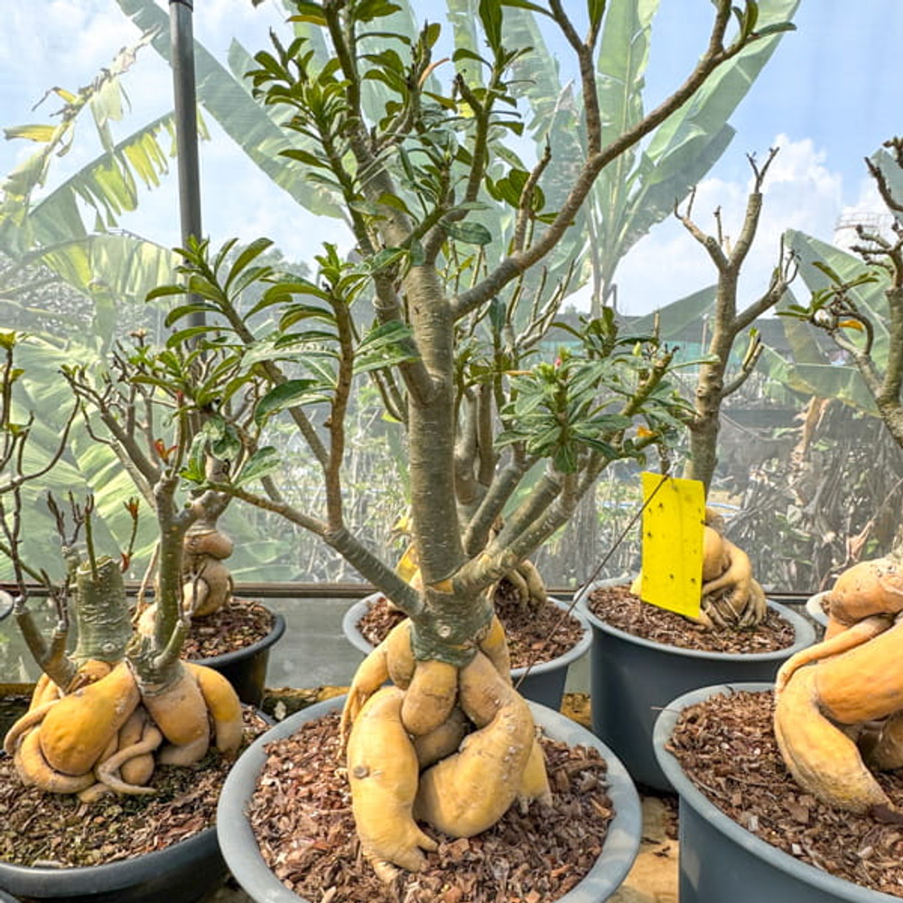 Адениум обесум GOLDEN ROOT s.8"