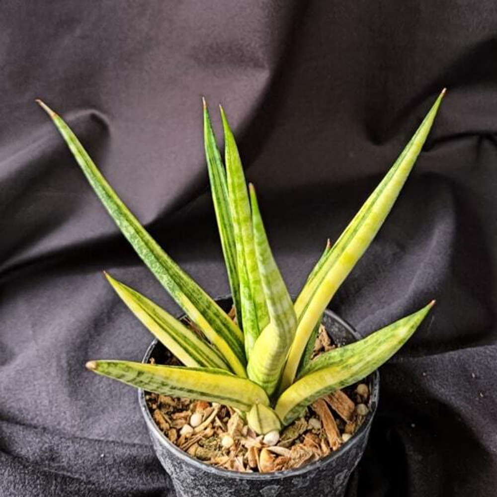 Сансевиерия BANLUE TORCH VAR