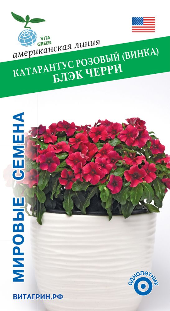 Катарантус розовый Тату Блэк Черри 5шт Мировые Семена VITA GREEN