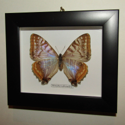 Бабочка Morpho sulkowskii самка в рамке
