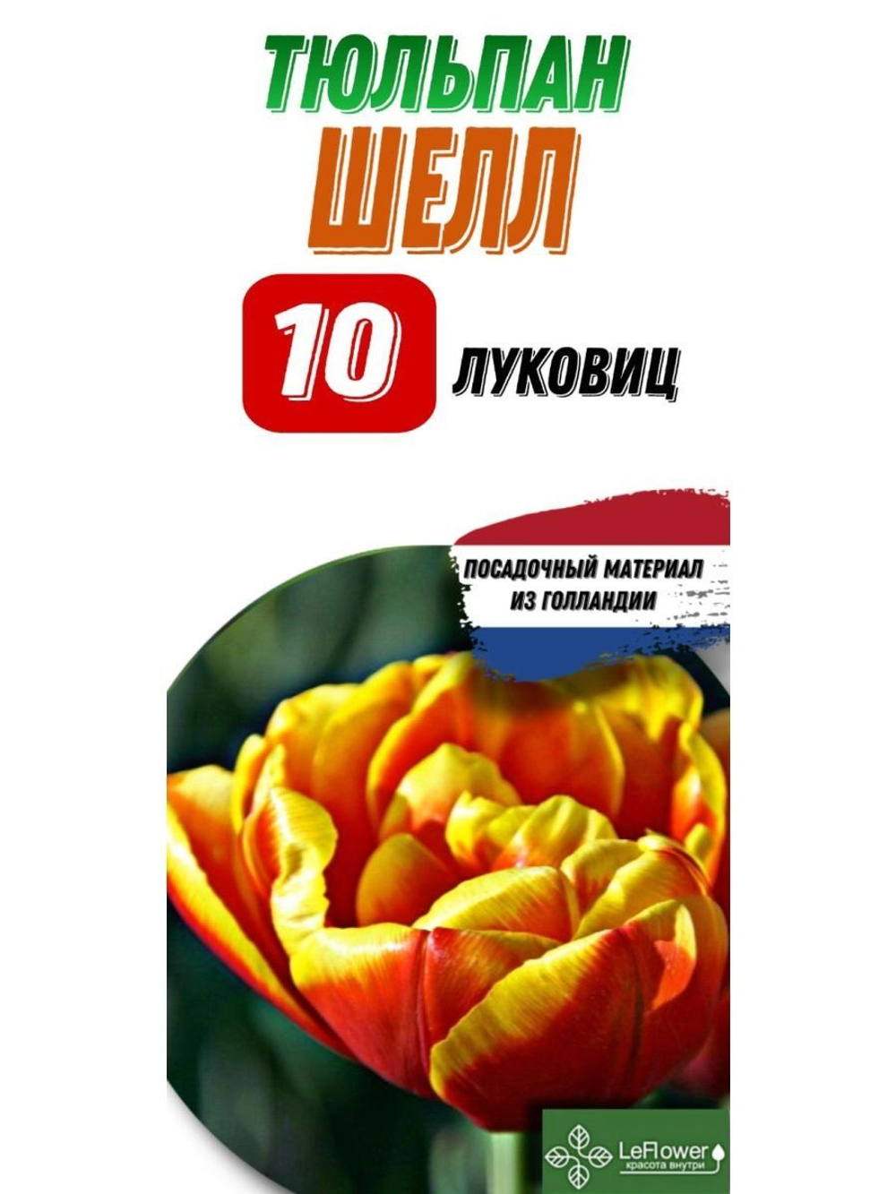 Тюльпан Луковица, Шелл, 10шт