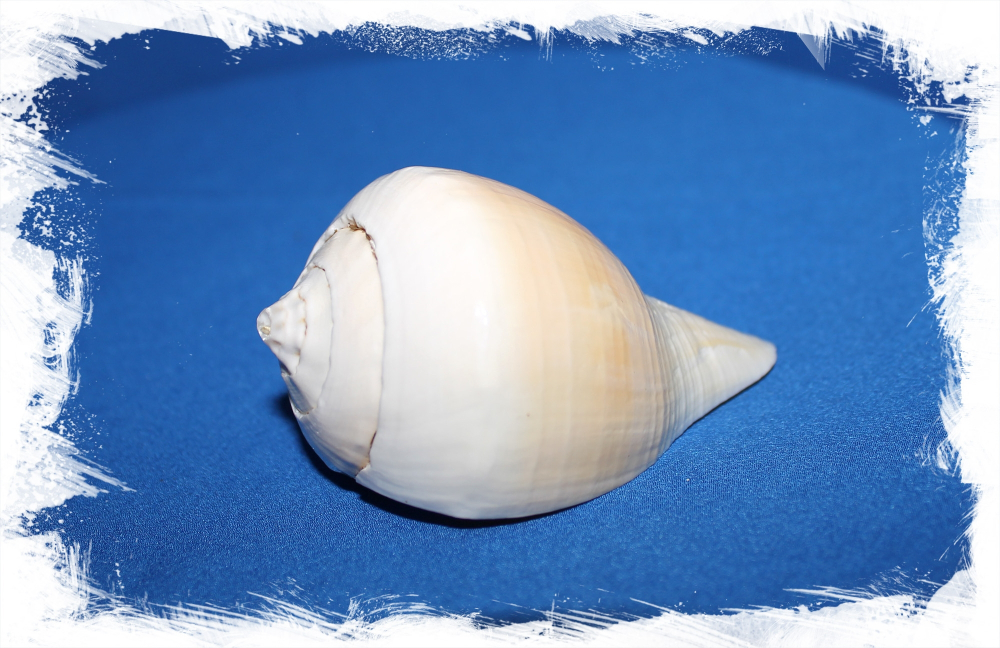 Турбинелла Пурум