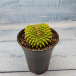 Gymnocalycium Spineless Crested form (Гимнокалициум Кристатный)