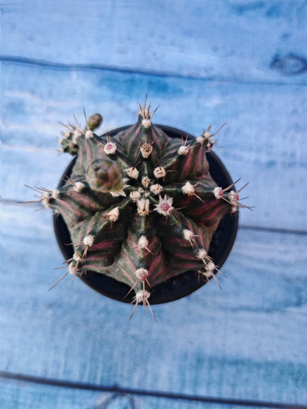 Gymnocalycium T-Rex Pink hybride (Гимнокалициум T-rex)
