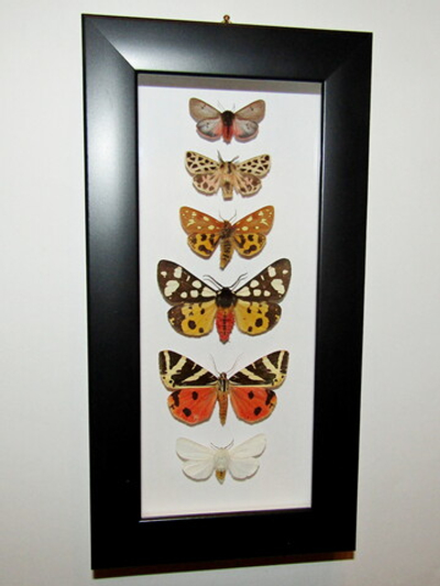 Бабочки Медведицы в рамке