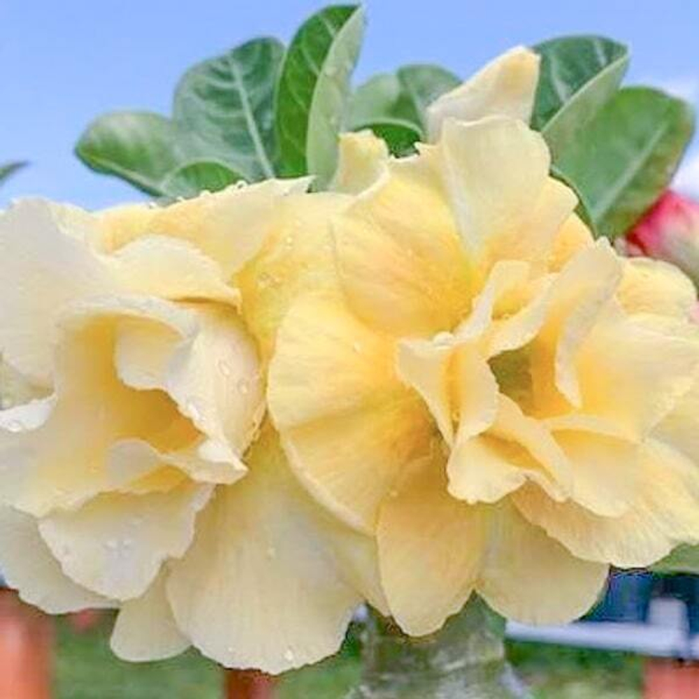 Адениум обесум 273 Hoàng Kim