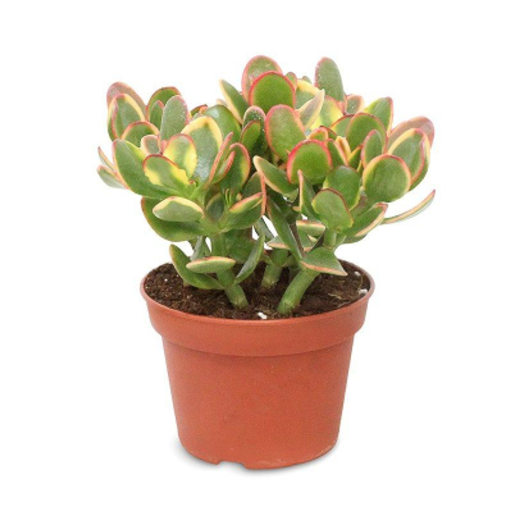 Крассула Orangery crassula ov. Sunset 30/55