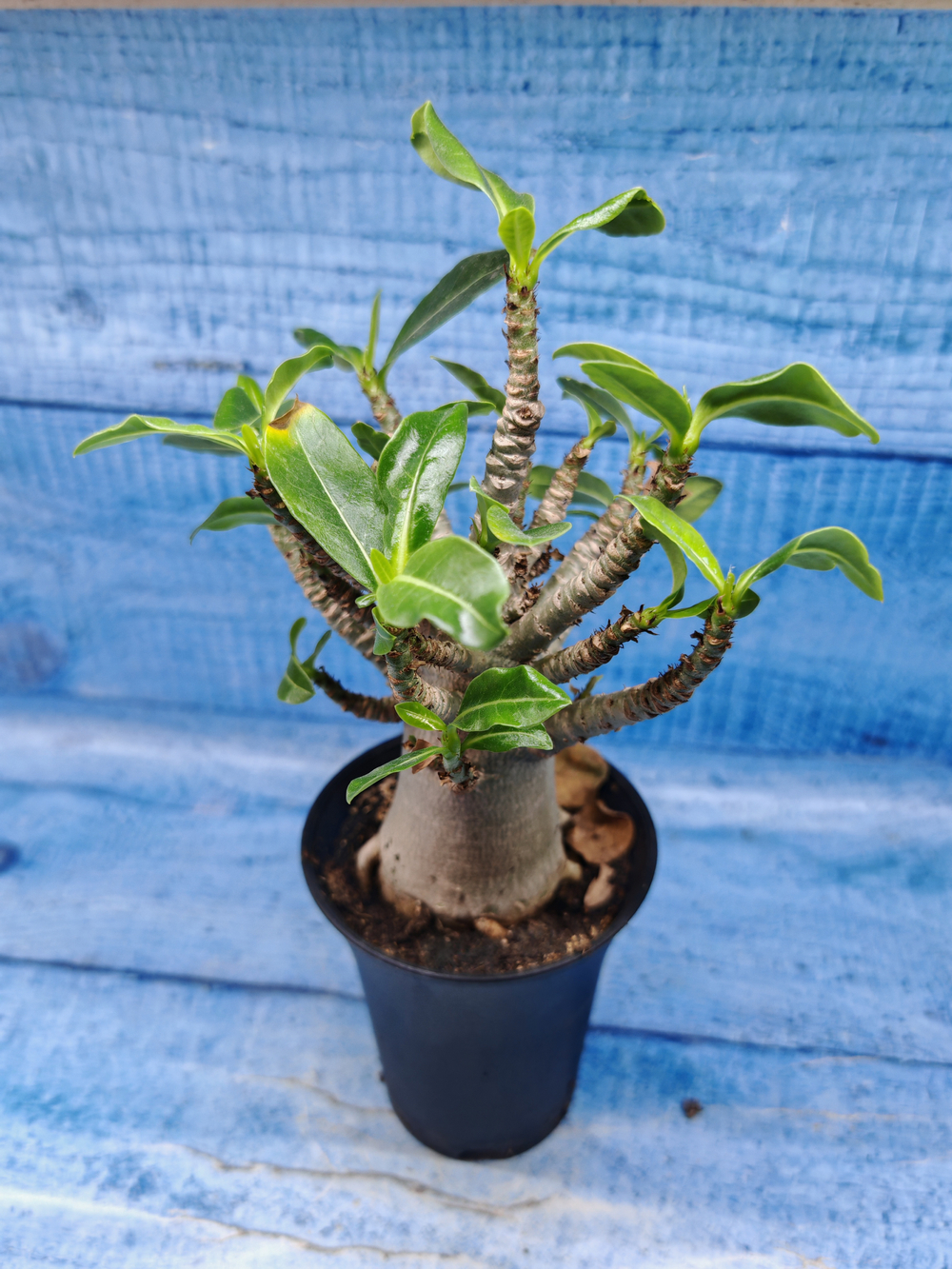 Adenium Baobab (Адениум)
