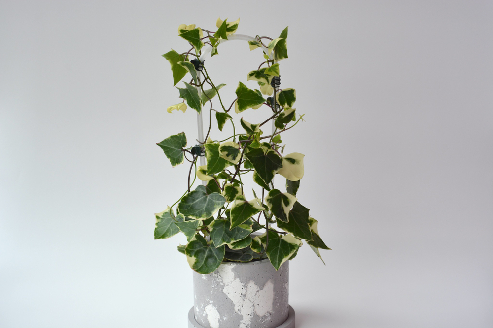 Крестовник (Сенецио) Макроглоссус Вариегата / Senecio macroglossus Variegata