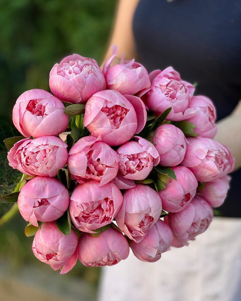 Пионы "Etched Salmon"