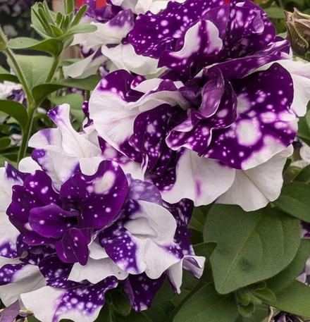 ЕВРО Петуния Sweetsunshine Blue Sky укорененный черенок ОКС