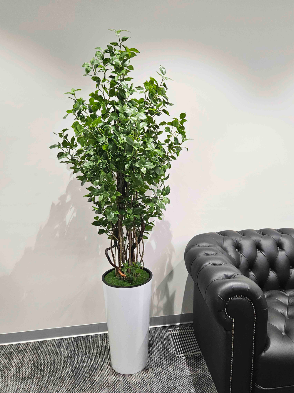 Бересклет 160см в высоком белом кашпо