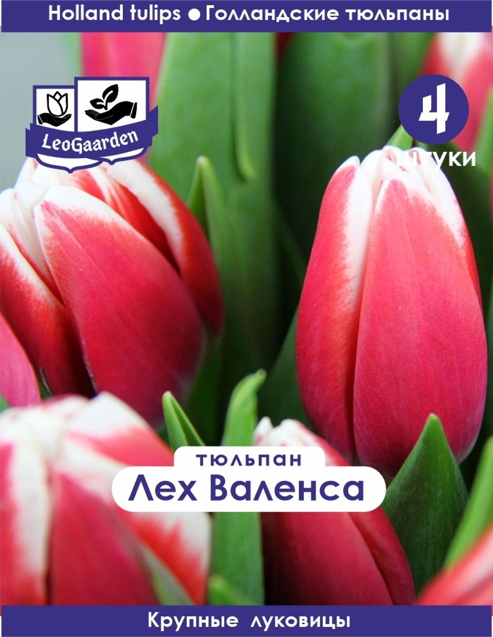 Тюльпан Луковица, Лех Валенса, 4 шт крупные
