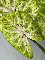 Филодендрон спрей куст 70 см.