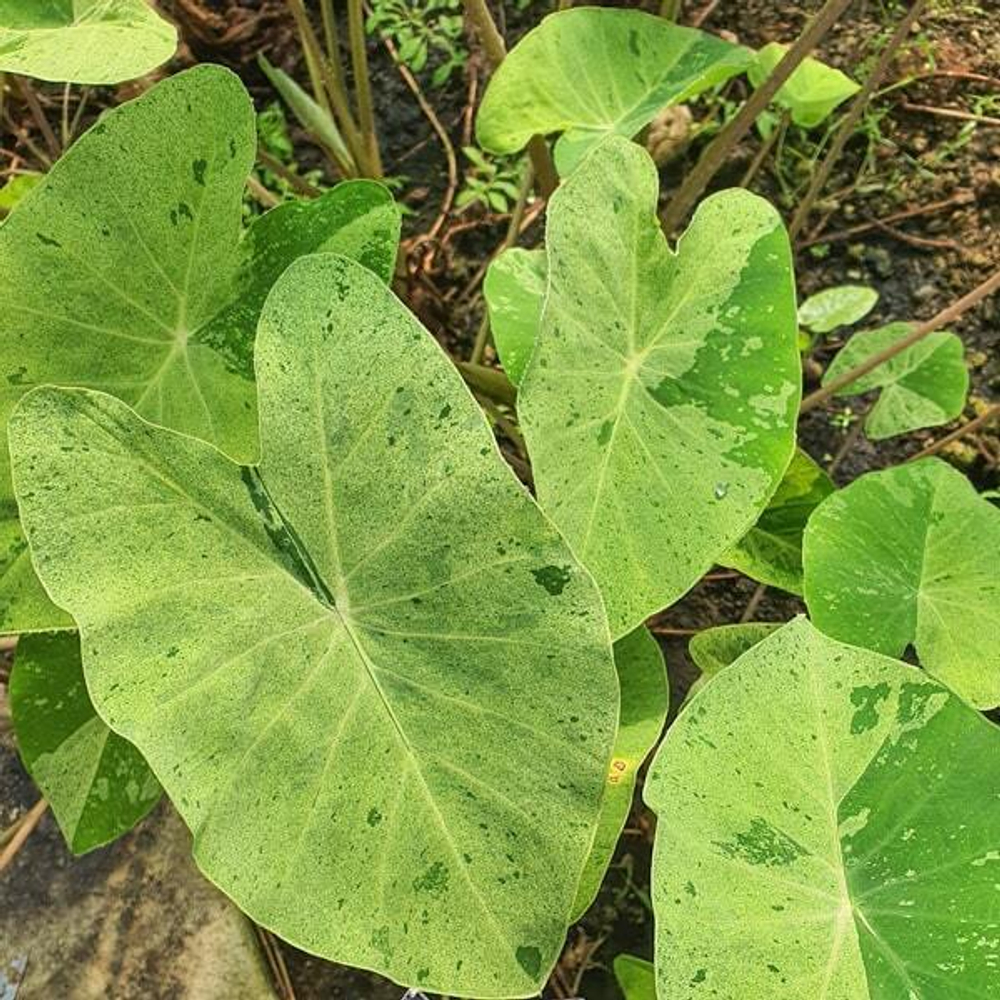 Колоказия KING FOREST