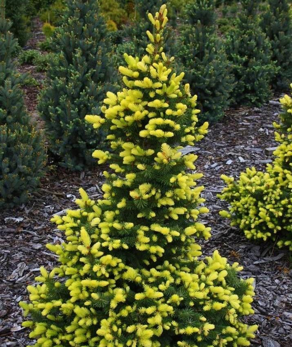 Ель Майголд С5л (20-30см) Закупка М35 наличие 2026