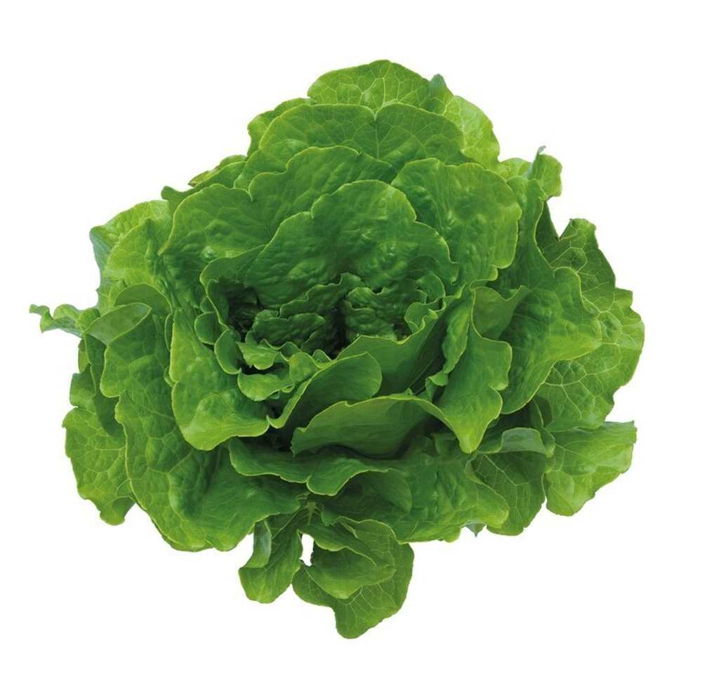 Джаггер семена салата (Nunhems / Нюнемс)