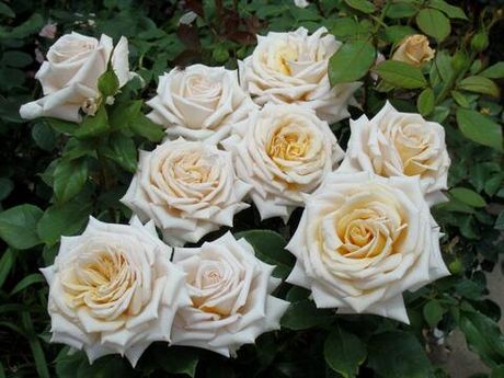 Крем Карамель (Creme Caramel)