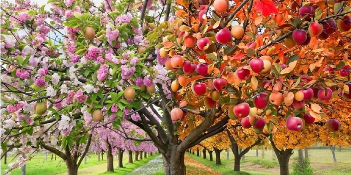 Сажать сейчас или отложить до весны?