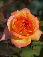 Роза чайно-гибридная Рене Госсини