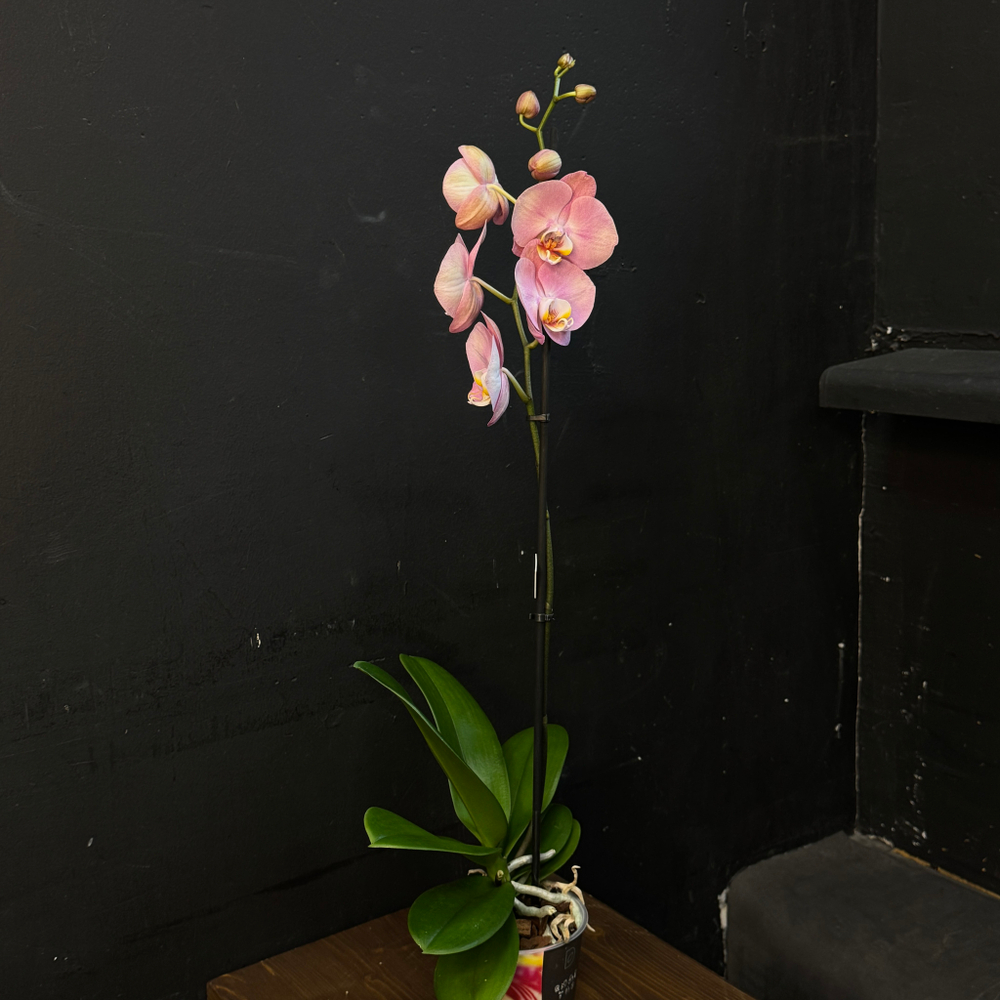 Орхидея одноствольная розовая