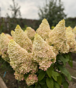 Гортензия метельчатая Мэджикал Килиманджаро (Hydrangea paniculata 'Magical Kilimanjaro')