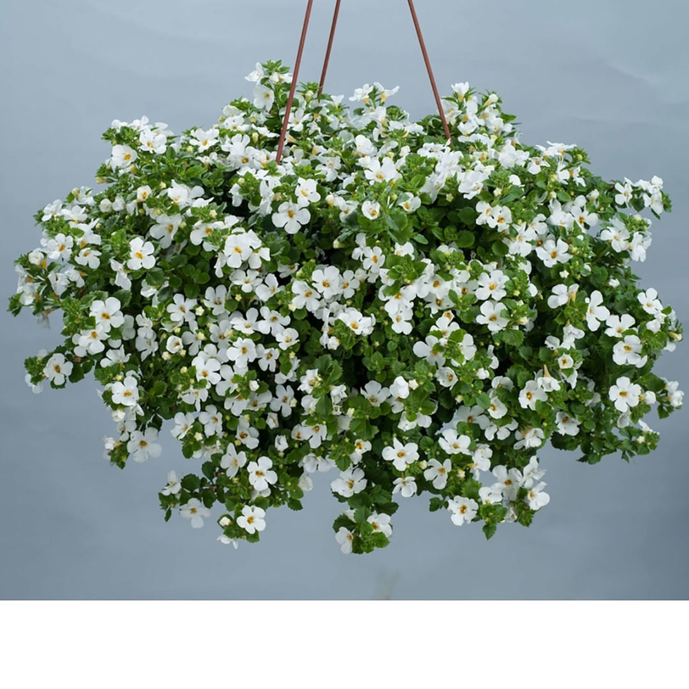 Б2 Бакопа GULLIVER DYNAMIC WHITE